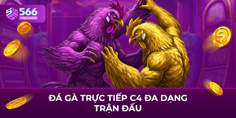 Đá gà trực tiếp c4 đa dạng trận đấu