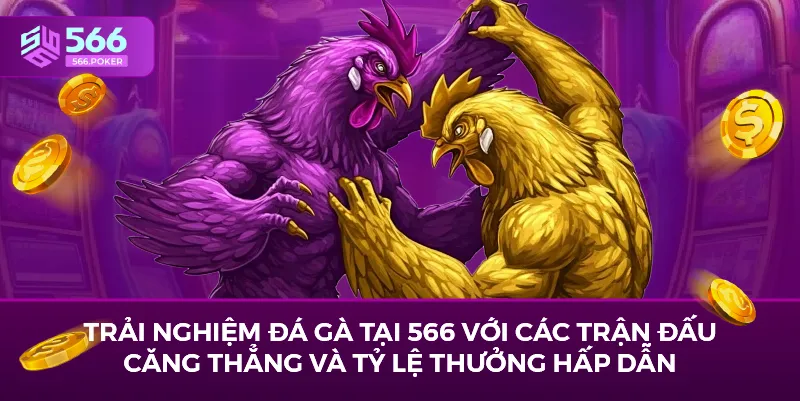 Trải nghiệm đá gà tại 566 với các trận đấu căng thẳng và tỷ lệ thưởng hấp dẫn.