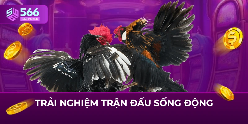 Trải nghiệm trận đấu sống động 